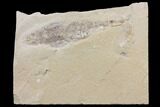 Cretaceous Fossil Shrimp - Lebanon #147242-1